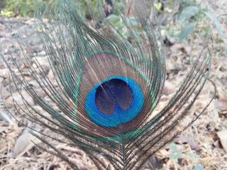 Obraz premium peacock feather and feathers