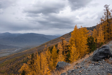 Beautiful autumn in East Kazakhstan mountains with yellow golden trees. Amazing beautiful colorful natural scenery. Travel in Kazakhstan in autumn season. Old Ausrian road in East Kazakhstan.