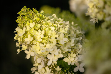 Close-up of white and slightly green hydrangea blossoms