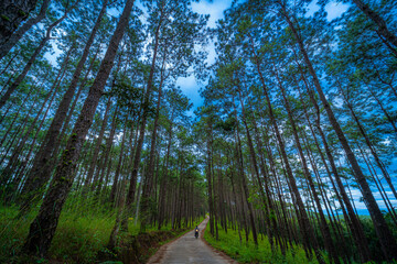 Naklejka premium Beautiful larch forest with different trees,pine forest green on the mountain on nature trail at Doi Bo Luang Forest Park, Chiang Mai, Thailand in the morning.