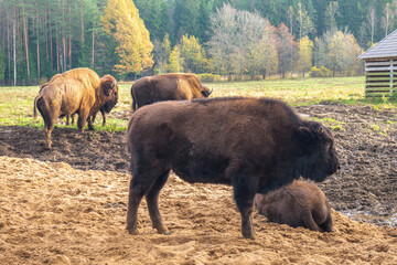 Family of herbivorous bison in their habitat.