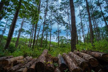Beautiful larch forest with different trees,pine forest green on the mountain on nature trail at Doi Bo Luang Forest Park, Chiang Mai, Thailand in the morning.