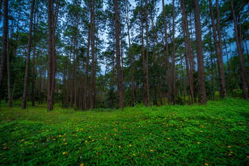 Beautiful larch forest with different trees,pine forest green on the mountain on nature trail at Doi Bo Luang Forest Park, Chiang Mai, Thailand in the morning.