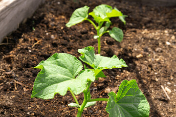 first leaves of cucumbers. growing cucumbers on an eco farm
