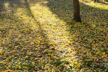 Obraz premium 河口湖｜大池公園で黄色に輝く落ち葉のカーペット