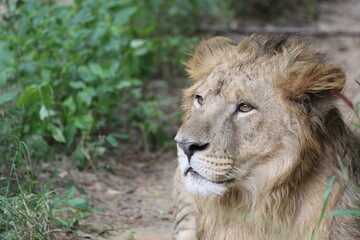 portrait of a lion