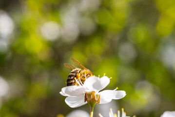 a bee collects honey and pollen from a white flower in warm sunny weather