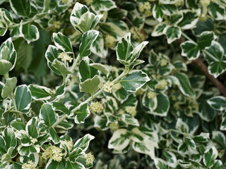 (Eunonymus fortunei) Fusain de fortune aux petites fleurs en grappes jaune verdâtre, feuillage panaché de vert et blanc crème finement denté
