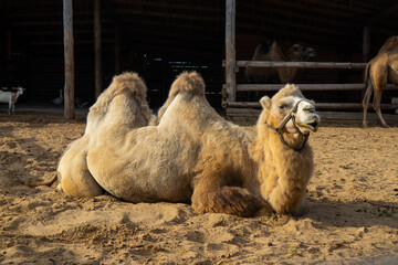 white camel with two humps lies on the sand on the farm