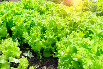 Green Lettuce leaves on garden beds in the vegetable field. Gardening green Salad plants in the open ground.