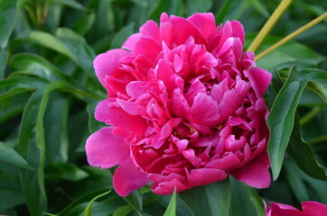 Цветы, природа