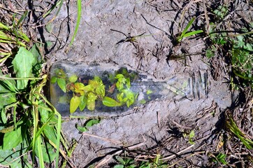 Fototapeta premium Цветы, природа