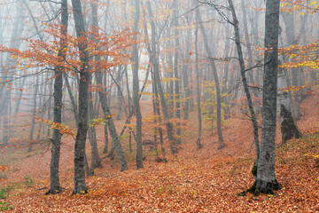 Foggy bare autumn forest landscape