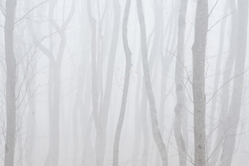 Foggy bare autumn forest landscape