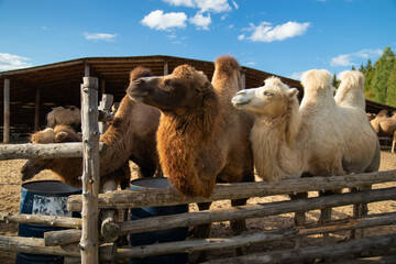 three camels with two humps behind a fence on a farm looking for food