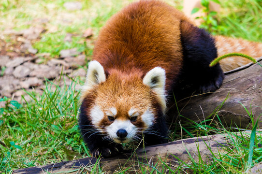 Ailuridae Bilder Durchsuchen 744 Archivfotos, und