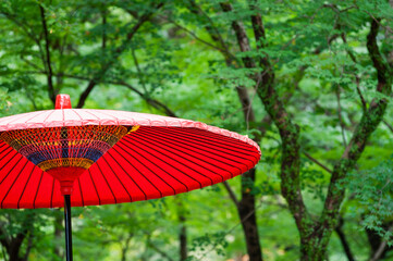 新緑の森の中の番傘