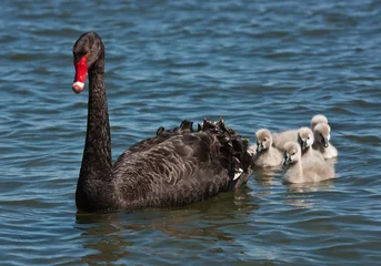 Foto op Aluminium Black swan (Cygnus atratus) with cygnets swimming. © Kathryn
