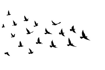 Obraz premium Flying birds silhouettes on isolated background. Vector illustration. isolated bird flying. tattoo and wallpaper background design.