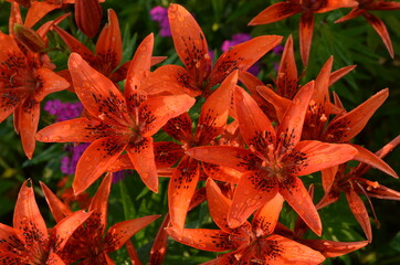 Лилия, красная