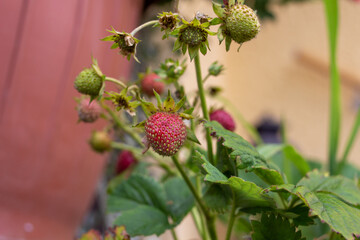 Wilde Erdbeeren am Strauch natur