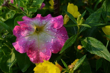 петуния, роса, красота