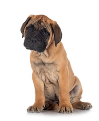 puppy bullmastiff in studio