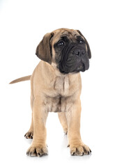 Obraz premium puppy bullmastiff in studio