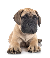 Obraz premium puppy bullmastiff in studio