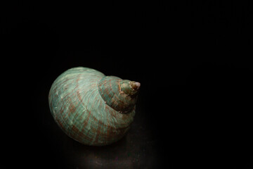 Shell isolated on a black background