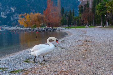 swans and ducks on lake Garda against of a picturesque sunset and mountains