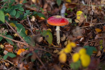 Fliegenpilze Amanita muscaria Fruchtkörper giftig Wald Herbst Sauerland Gruppe Familie Deutschland Achtung Märchen Heilkunde Fruchtkörper Netzwerk rot weiß Sauerland Iserlohn Moos Flecken orange Hut 