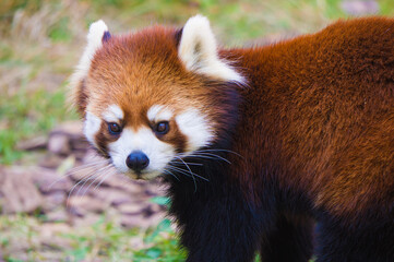 かわいいレッサーパンダ