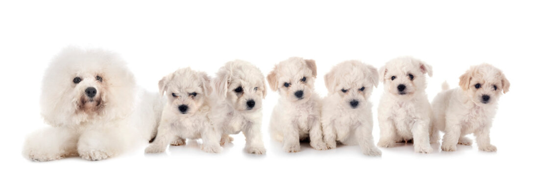 Bichons Frises in studio