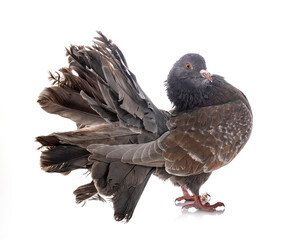 fantail pigeon in studio