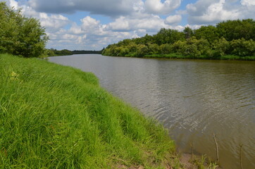 река, лес, цветы, небо, картина, Ель, иван-чай, красота, картина, трава, облака