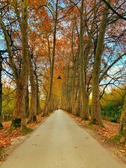 Landscape photography of tree alley in autumn season