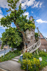 Old oak 1200 years old in Allouville-Bellefosse Normandy France