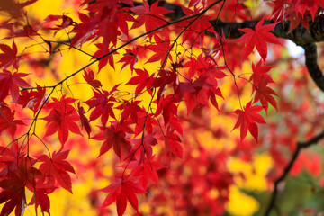 秋の紅葉　秋田県　角館