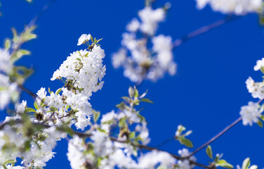 Cherry blossoms in spring.