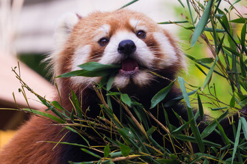 かわいいレッサーパンダ © kazu8