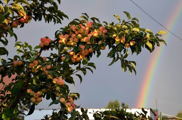 яблоня, радуга, река, лес, цветы, небо, картина,  красота, картина, трава, облака, отражение