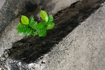 Abstract green leaves on concrete texture background.