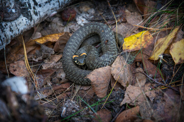 Snake Natrix natrix.