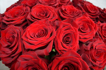 Роза, красная река, лес, цветы, небо, картина, Ель, красота, картина, трава, облака, отражение, открытка