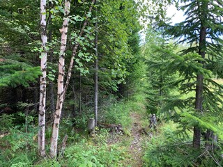 trees in the forest