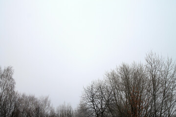 Tree branches against the sky