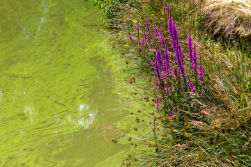 pink flowers at a pond
