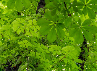 chestnut leaves background