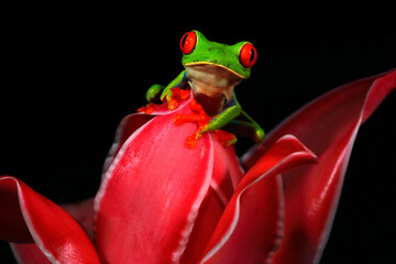 Beautiful amphibian in the night forest, exotic animal from America on red bloom of flower. Red-eyed Tree Frog, Agalychnis callidryas, animal with big red eyes, in the nature habitat, Costa Rica.